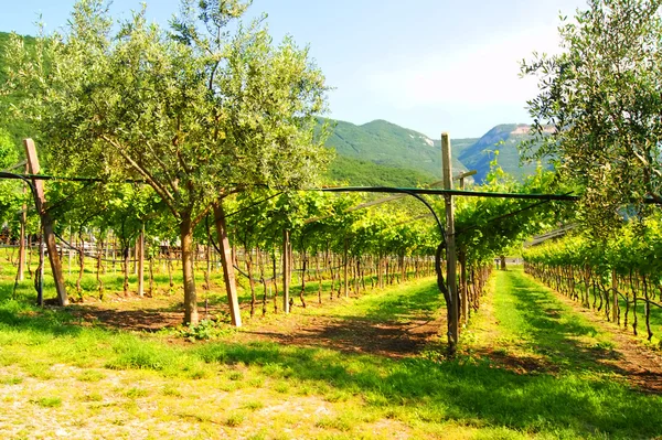 Vigneti in Italia, paesaggio, natura — Foto Stock