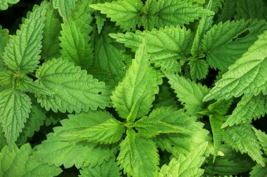 ısırgan otu arka plan