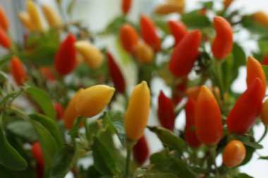 Kırmızı biber küçük