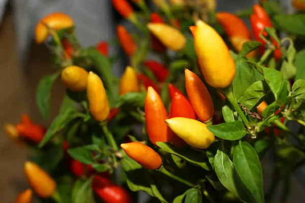 Chilipepers — Stockfoto