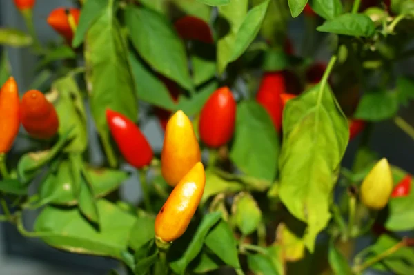 Papryka chili — Zdjęcie stockowe