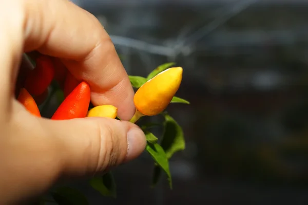 Papryka chili — Zdjęcie stockowe