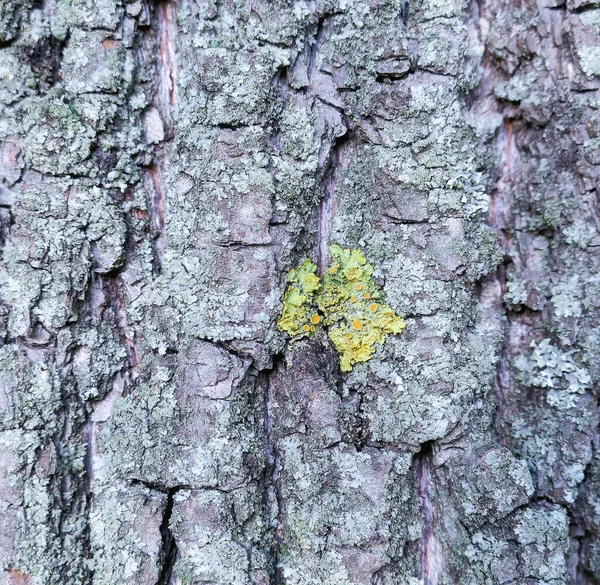 Imagem Fundo Tronco Árvore Com Musgo Amarelo Verde — Fotografia de Stock