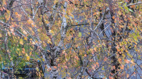 Birke Der Nähe Von Wohnhäusern Herbst Moskau — Stockfoto