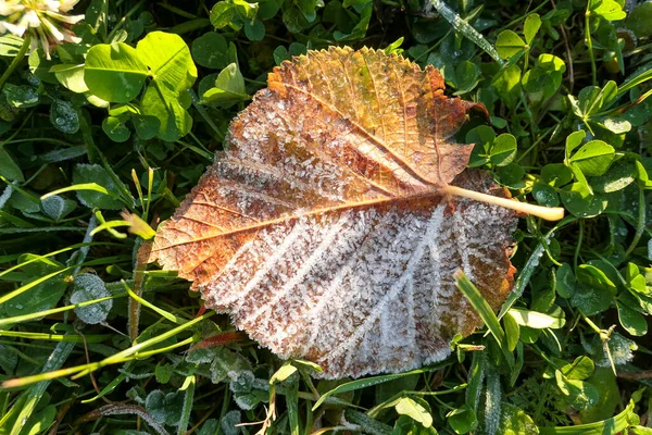 Folhas Outono Ensolaradas Grama Verde Com Cristais Brancos Gelo Perto — Fotografia de Stock