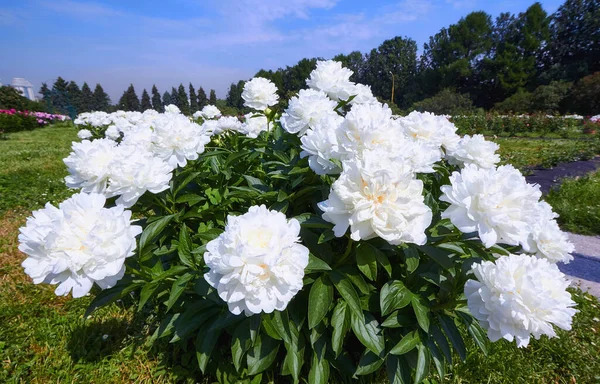 Witte Pioen Botanische Tuin Het Zonnige Moskou Rechtenvrije Stockafbeeldingen