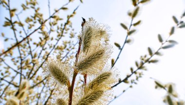 Gündüz vakti Moskova 'da söğüt çiçekleri kapanıyor 
