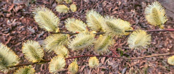 Willow Våren Blommor Närbild Moskva Dagtid — Stockfoto