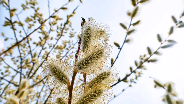 Wilgenlentebloemen Sluiten Overdag Moskou — Stockfoto