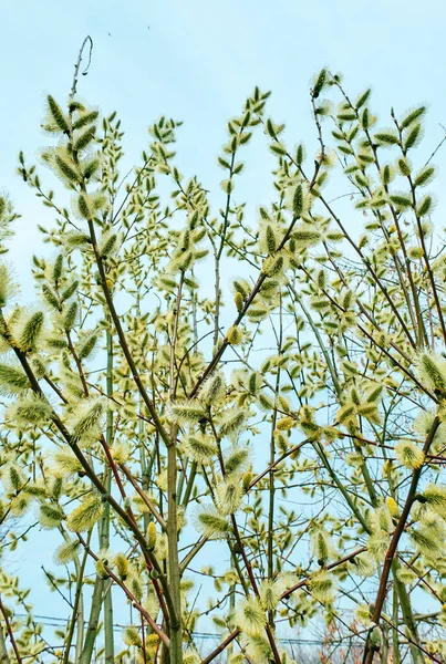 Willow Våren Blommor Närbild Moskva Dagtid — Stockfoto
