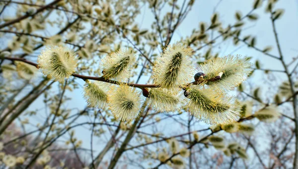 Willow Spring Flowers Close Moscow Daytime — Stock Photo, Image