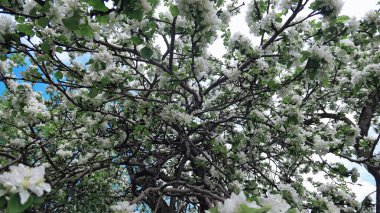 Moskova 'nın güneşli parkında yumuşak beyaz elma çiçekleri ve ağaç dalları