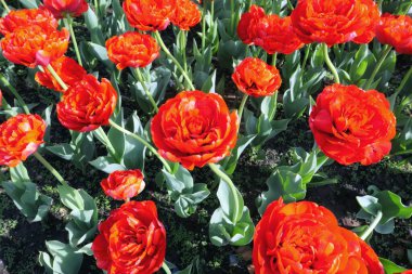 Moskova 'da baharda ünlü üniversitenin kampüsünde çok renkli lale çiçekleri.