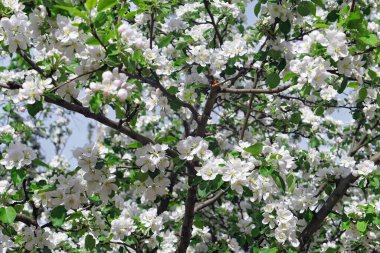 Moskova 'nın güneşli parkında yumuşak beyaz elma çiçekleri ve ağaç dalları
