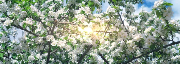 Fleurs Pommiers Blancs Tendres Rameaux Arbres Dans Parc Public Avec — Photo