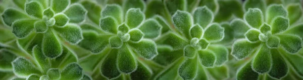 Seamless Vibrant Pattern Green Fluffy Succulent — Stock Photo, Image