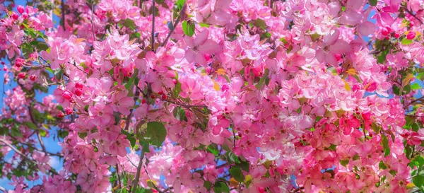 Kwitnące Różowe Słoneczne Jabłonie Moskwie — Zdjęcie stockowe