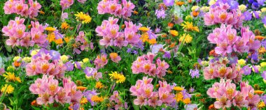 Baharda Moskova 'da yeşil çimlerde botanik bahçesinde güneşli iris çiçekleri