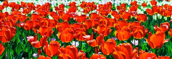 Red Sunny Tulips Spring Moscow — Stock Photo, Image