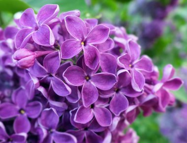 Moskova parkında canlı pembe leylak çiçeklerinin yakın görüntüsü