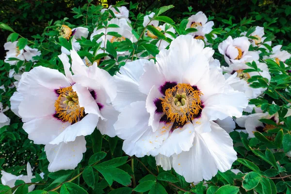 Printemps Floraison Fleurs Pivoine Blanche Dans Jardin Botanique Moscou Gros — Photo