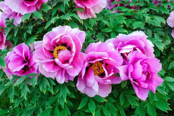 Vår Blommande Rosa Pion Blommor Moskva Botaniska Trädgården Närbild Stockbild