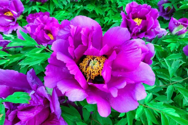 Primavera Florescendo Flores Peônia Rosa Moscou Jardim Botânico Perto Imagens Royalty-Free