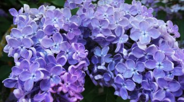 Vibrant pink lilac flowers in spring in botanical garden close up