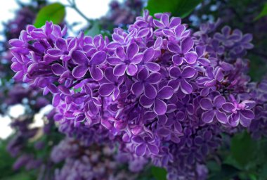 Vibrant pink lilac flowers in spring in botanical garden close up