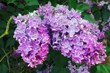 Vibrant pink lilac flowers in spring in botanical garden close up