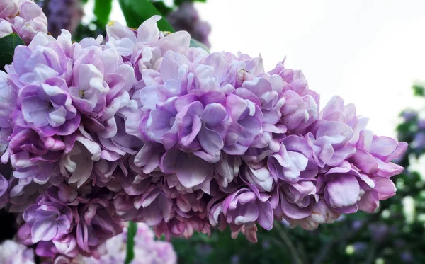 Яркие Розовые Сиреневые Цветы Весной Ботаническом Саду Вблизи — стоковое фото