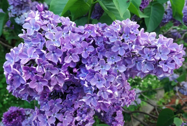 Vibrant Pink Lilac Flowers Spring Botanical Garden Close — Foto de Stock