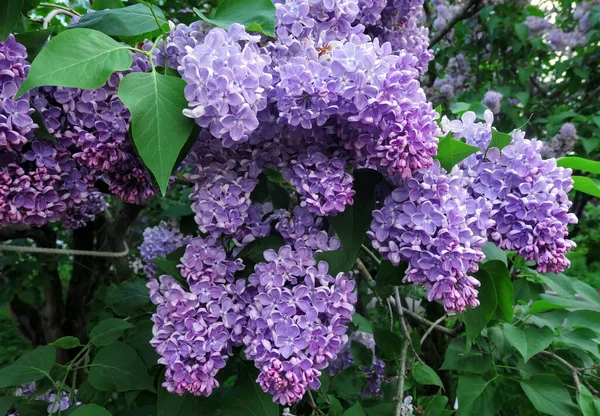 Vibrant Pink Lilac Flowers Spring Botanical Garden Close — Stock Photo, Image