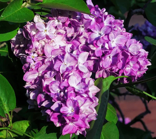 Vibrant pink lilac flowers in spring in botanical garden close up