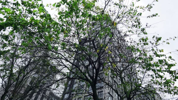 Современные Жилые Дома Летом Москве Зеленых Деревьев — стоковое фото