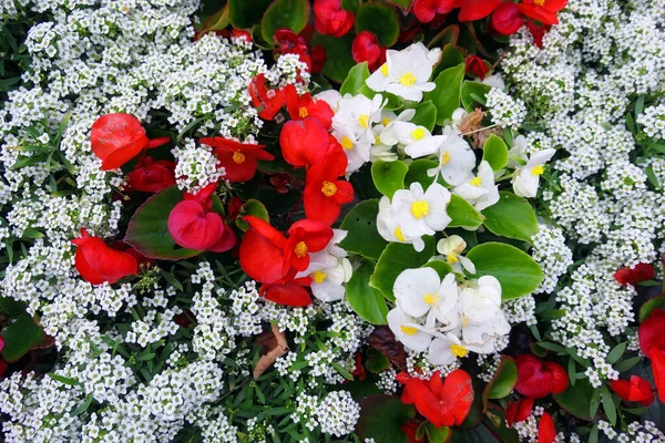 Vista Superior Flores Vermelhas Brancas Rua Com Folhas Verdes Outono Imagens Royalty-Free