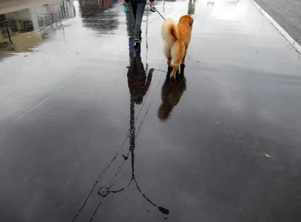 Waterreflecties Van Moskou Straat Natte Regenachtige Asfaltweg Met Wandelende Hond Stockfoto