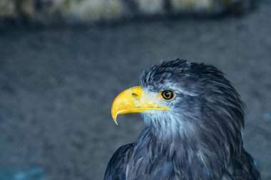 Gri arkaplanda bir kartalın portresi.