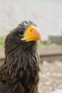 Parlak sarı gagalı bir altın kartalın portresi..