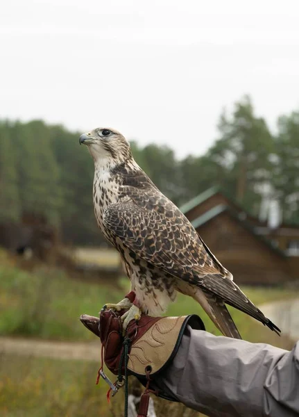 Falcon trained to falconry sits on a special glove — Stock Photo, Image
