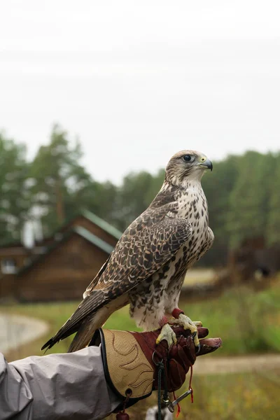 Falcão treinado para falcoaria senta-se em uma luva especial — Fotografia de Stock