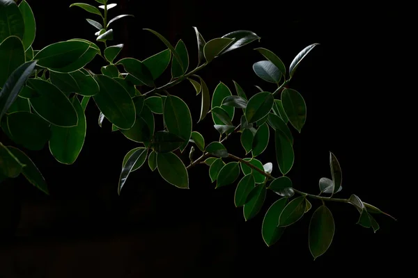 Gałąź Rośliny Domowej Podświetlona Nocy — Zdjęcie stockowe