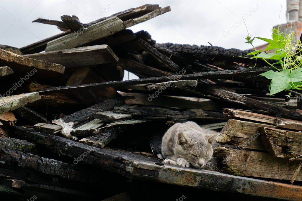 the cat sleeps on the boards of a burnt house.