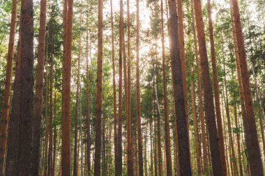 Sonbaharda ormanda arka planda çam sandıkları