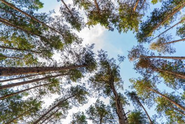 Aşağıdan yukarıya doğru çam ağaçlarına bak.