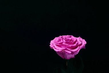 fuşya siyah arkaplanda yükseldi