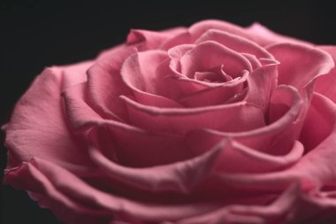 Pembe gül siyah arkaplanı kapat