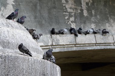 Bir güvercin sürüsü köprünün altında oturuyor.