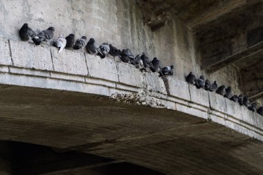 Bir güvercin sürüsü köprünün altında oturuyor.