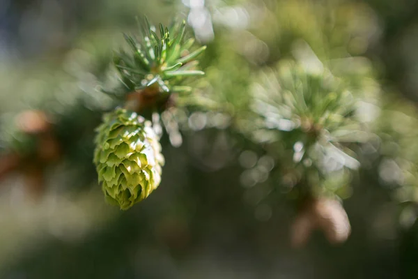 Young cone on spruce branch. Selective focus — Stock Photo, Image